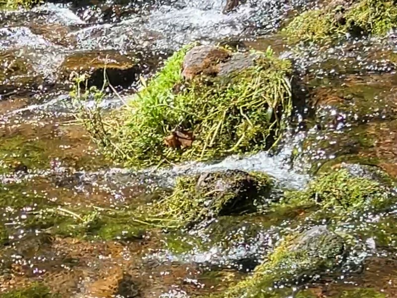 雪士达山的源头水，是激活细胞的液态光【雪士达山疗愈之旅 28】——源头水是雪士达山能量系统的生命脉络，它并非普通的水源，而是地球母亲与宇宙本源意识融合的液态光