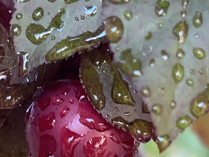 休息放松，与心互动（一）【雪士达山疗愈之旅 33】——这是宇宙为我们策划的一个假日庆典，是雪士达山为我们准备的一场豪华晚宴