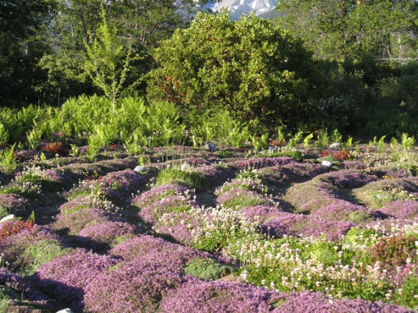 和平花园的薰衣草香，是强大的神圣能量（二）【雪士达山疗愈之旅（64】——薰衣草的乙太体释放出淡紫色的疗愈波频，将你内在的喜悦振动转化为可见光粒子