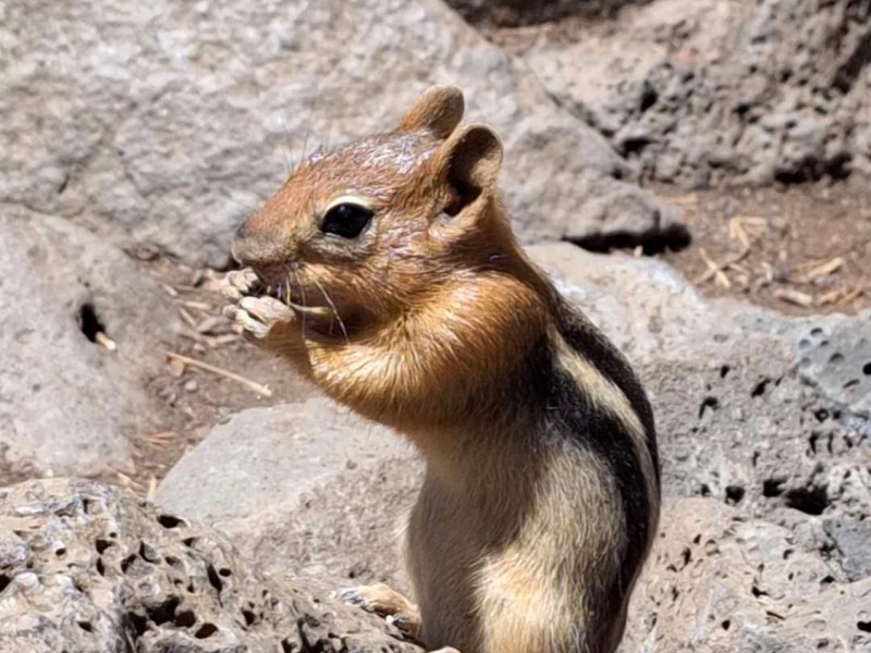 麦克劳瀑布，彩虹光之舞（四）【雪士达山疗愈之旅56】——可爱的松鼠，是造物主的信使
