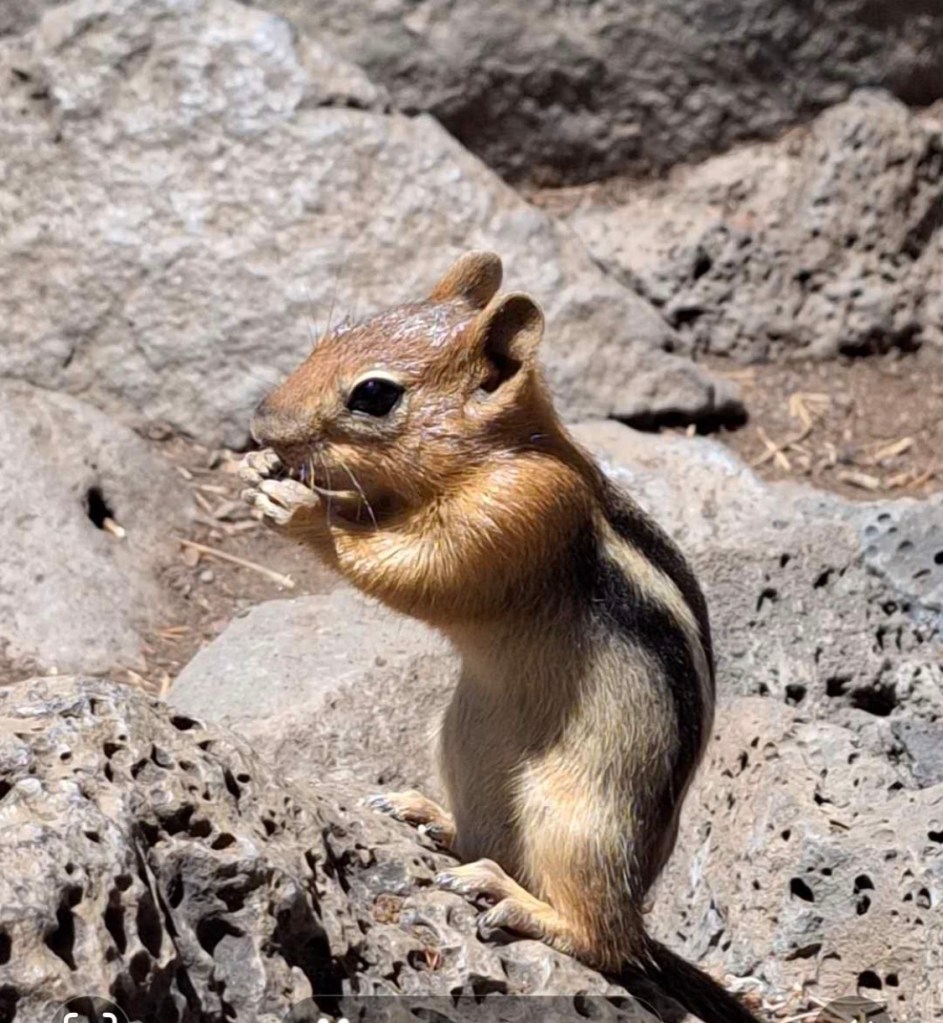 麦克劳瀑布，彩虹光之舞（四）【雪士达山疗愈之旅56】——可爱的松鼠，是造物主的信使