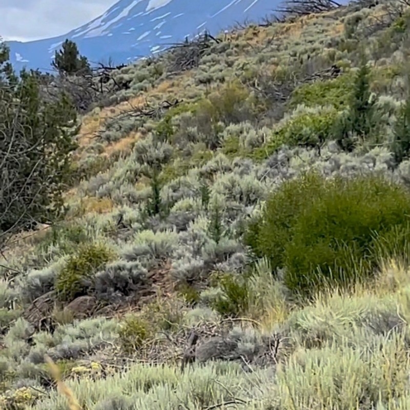 雪蔕娜湖畔，采摘鼠尾草（一）【雪士达山疗愈之旅 66】——雪士达山的鼠尾草不仅具有净化和疗愈功效，还能帮助显化愿望，增强与神圣领域之间的连接