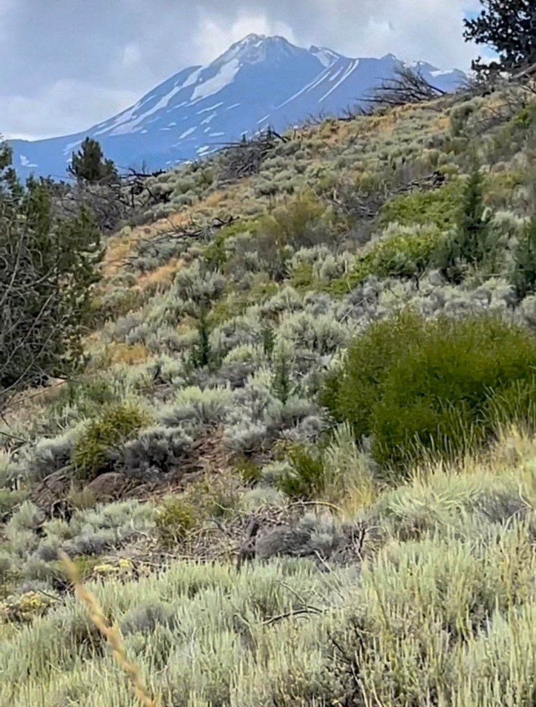 雪蔕娜湖畔，采摘鼠尾草（一）【雪士达山疗愈之旅 66】——雪士达山的鼠尾草不仅具有净化和疗愈功效，还能帮助显化愿望，增强与神圣领域之间的连接
